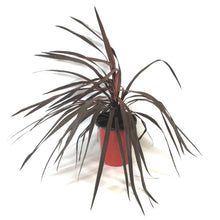 Load image into Gallery viewer, Cordyline, 6in, Red Star - Floral Acres Greenhouse & Garden Centre