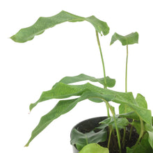 Load image into Gallery viewer, Calathea, 6in, Musaica - Floral Acres Greenhouse & Garden Centre
