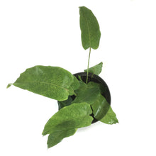 Load image into Gallery viewer, Calathea, 6in, Musaica - Floral Acres Greenhouse & Garden Centre