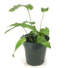 Load image into Gallery viewer, Calathea, 6in, Musaica - Floral Acres Greenhouse & Garden Centre