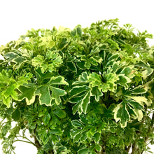 Load image into Gallery viewer, Aralia, 6in, Ming Gold - Floral Acres Greenhouse & Garden Centre
