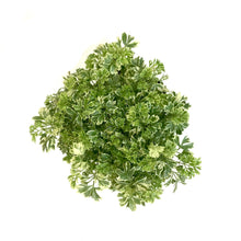 Load image into Gallery viewer, Aralia, 6in, Ming Gold - Floral Acres Greenhouse & Garden Centre