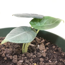 Load image into Gallery viewer, Alocasia, 6in, Maharani - Floral Acres Greenhouse & Garden Centre