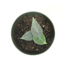 Load image into Gallery viewer, Alocasia, 6in, Maharani - Floral Acres Greenhouse & Garden Centre