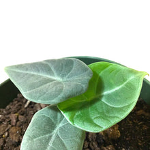 Load image into Gallery viewer, Alocasia, 6in, Maharani - Floral Acres Greenhouse & Garden Centre