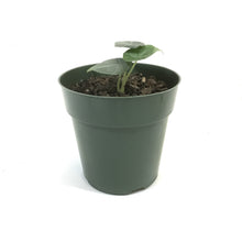 Load image into Gallery viewer, Alocasia, 6in, Maharani - Floral Acres Greenhouse & Garden Centre