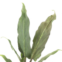 Load image into Gallery viewer, Alocasia, 6in, Lauterbachiana Purple Sword - Floral Acres Greenhouse & Garden Centre