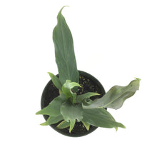 Load image into Gallery viewer, Alocasia, 6in, Lauterbachiana Purple Sword - Floral Acres Greenhouse & Garden Centre