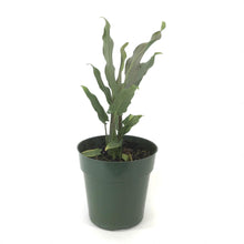 Load image into Gallery viewer, Alocasia, 6in, Lauterbachiana Purple Sword - Floral Acres Greenhouse & Garden Centre