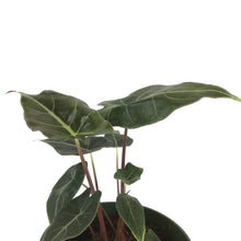 Load image into Gallery viewer, Alocasia, 6in, Dragon's Tooth Longiloba - Floral Acres Greenhouse & Garden Centre