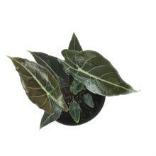 Load image into Gallery viewer, Alocasia, 6in, Dragon's Tooth Longiloba - Floral Acres Greenhouse & Garden Centre