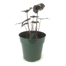 Load image into Gallery viewer, Alocasia, 6in, Dragon's Tooth Longiloba - Floral Acres Greenhouse & Garden Centre