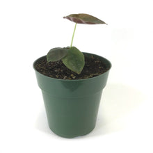 Load image into Gallery viewer, Alocasia, 6in, Cuprea