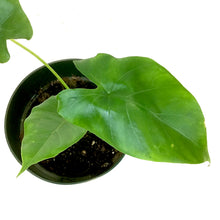 Load image into Gallery viewer, Alocasia, 6in, Borneo Giant - Floral Acres Greenhouse & Garden Centre