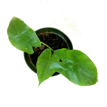 Load image into Gallery viewer, Alocasia, 6in, Borneo Giant - Floral Acres Greenhouse & Garden Centre