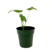 Load image into Gallery viewer, Alocasia, 6in, Borneo Giant - Floral Acres Greenhouse & Garden Centre