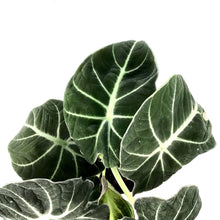Load image into Gallery viewer, Alocasia, 6in, Black Velvet - Floral Acres Greenhouse & Garden Centre