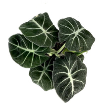 Load image into Gallery viewer, Alocasia, 6in, Black Velvet - Floral Acres Greenhouse & Garden Centre