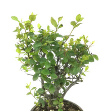 Load image into Gallery viewer, Bonsai, 4in, Sageretia Theezans Stump - Floral Acres Greenhouse & Garden Centre