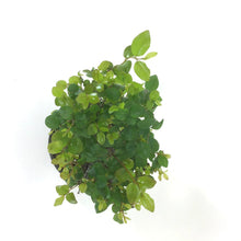 Load image into Gallery viewer, Bonsai, 4in, Sageretia Theezans Stump - Floral Acres Greenhouse & Garden Centre