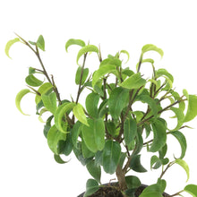 Load image into Gallery viewer, Bonsai, 4in, Ficus Too Little - Floral Acres Greenhouse & Garden Centre