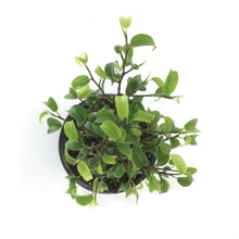 Load image into Gallery viewer, Bonsai, 4in, Ficus Too Little - Floral Acres Greenhouse & Garden Centre