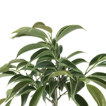 Load image into Gallery viewer, Bonsai, 4in, Ficus Oriental - Floral Acres Greenhouse & Garden Centre