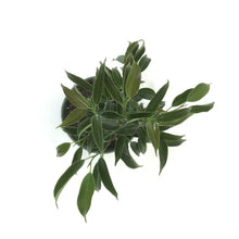 Load image into Gallery viewer, Bonsai, 4in, Ficus Oriental - Floral Acres Greenhouse & Garden Centre