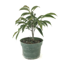 Load image into Gallery viewer, Bonsai, 4in, Ficus Oriental - Floral Acres Greenhouse & Garden Centre