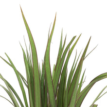 Load image into Gallery viewer, Dracaena, 4in, Marginata Tips 3ppp - Floral Acres Greenhouse & Garden Centre