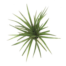 Load image into Gallery viewer, Dracaena, 4in, Marginata Tips 3ppp - Floral Acres Greenhouse & Garden Centre