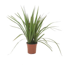 Load image into Gallery viewer, Dracaena, 4in, Marginata Tips 3ppp - Floral Acres Greenhouse & Garden Centre