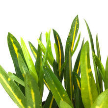 Load image into Gallery viewer, Croton, 4in, Sunny Star - Floral Acres Greenhouse & Garden Centre