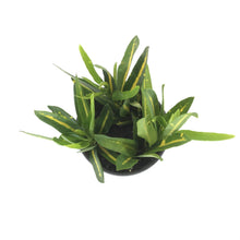 Load image into Gallery viewer, Croton, 4in, Sunny Star - Floral Acres Greenhouse & Garden Centre