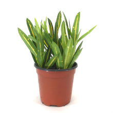 Load image into Gallery viewer, Croton, 4in, Sunny Star - Floral Acres Greenhouse & Garden Centre