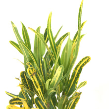 Load image into Gallery viewer, Croton, 4in, Banana - Floral Acres Greenhouse & Garden Centre