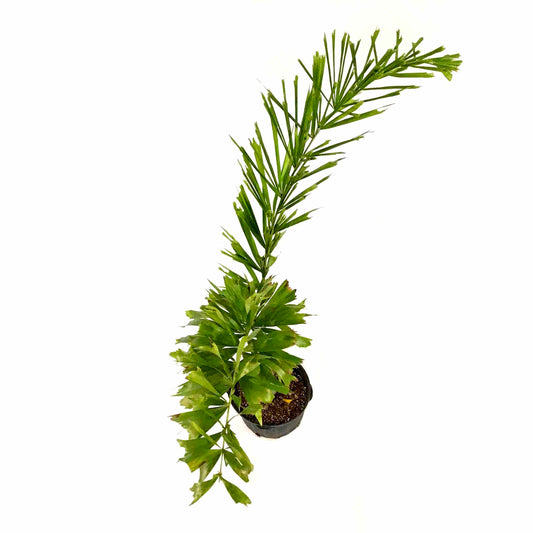 Palm, 14in, Foxtail