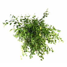 Load image into Gallery viewer, Ficus, 14in, Benjamina Braid - Floral Acres Greenhouse & Garden Centre