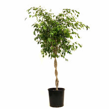 Load image into Gallery viewer, Ficus, 14in, Benjamina Braid - Floral Acres Greenhouse & Garden Centre