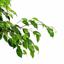 Load image into Gallery viewer, Ficus, 14in, Benjamina Braid - Floral Acres Greenhouse & Garden Centre
