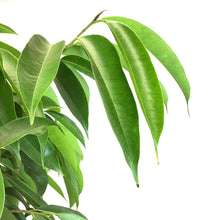 Load image into Gallery viewer, Ficus, 14in, Amstel King Twist - Floral Acres Greenhouse & Garden Centre