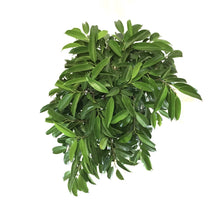 Load image into Gallery viewer, Ficus, 14in, Amstel King Twist - Floral Acres Greenhouse & Garden Centre