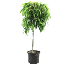 Load image into Gallery viewer, Ficus, 14in, Amstel King Twist - Floral Acres Greenhouse & Garden Centre