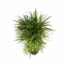 Load image into Gallery viewer, Dracaena, 14in, Marginata Cutback Staggered 7ppp - Floral Acres Greenhouse & Garden Centre
