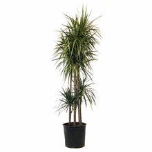 Load image into Gallery viewer, Dracaena, 14in, Marginata Cutback Staggered 7ppp - Floral Acres Greenhouse & Garden Centre