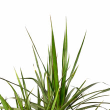 Load image into Gallery viewer, Dracaena, 14in, Marginata Cutback Staggered 7ppp - Floral Acres Greenhouse & Garden Centre