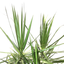 Load image into Gallery viewer, Dracaena, 14in, Marginata Branched Character - Floral Acres Greenhouse & Garden Centre