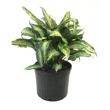 Load image into Gallery viewer, Dieffenbachia, 14in, Panther - Floral Acres Greenhouse & Garden Centre