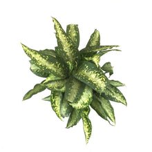 Load image into Gallery viewer, Dieffenbachia, 14in, Panther - Floral Acres Greenhouse & Garden Centre