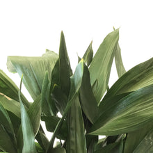 Load image into Gallery viewer, Aspidistra, 14in, Cast Iron - Floral Acres Greenhouse & Garden Centre